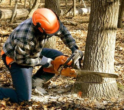 Tree Removal in Bentonville, VA
